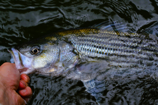 LAKE AND RIVER-RUN STRIPED BASS: SPRING AND SUMMER TACTICS