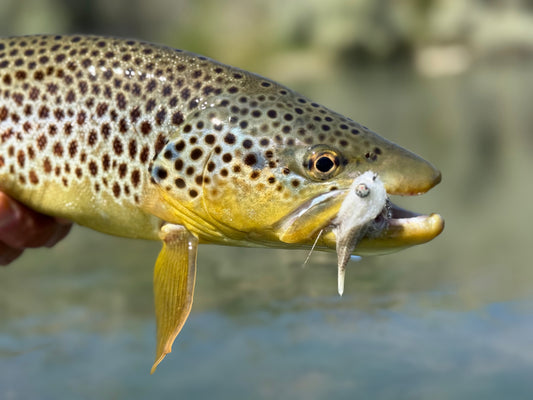 BLUE LINE’S CHOICE STREAMERS FOR FALL 2025