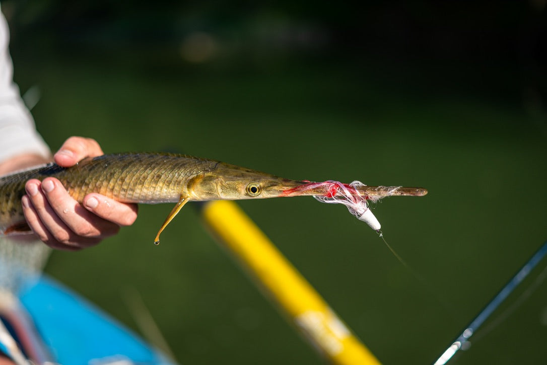 Gar Fly