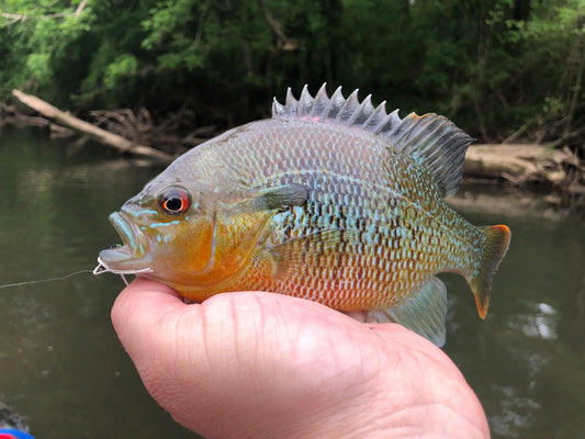 Bream-A-Geddon Bundle