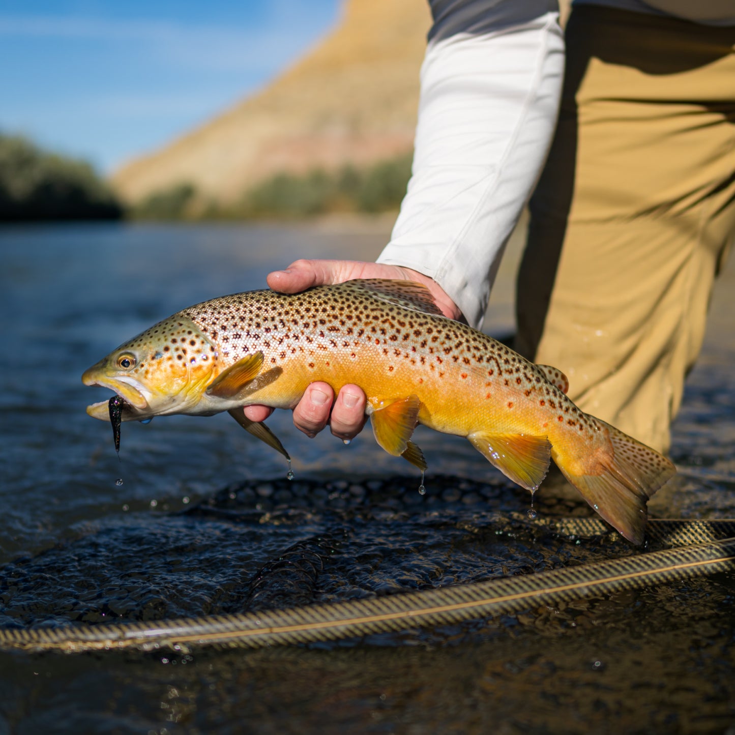 Trout - Three Quarter Send