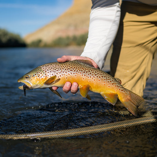 Trout - Three Quarter Send