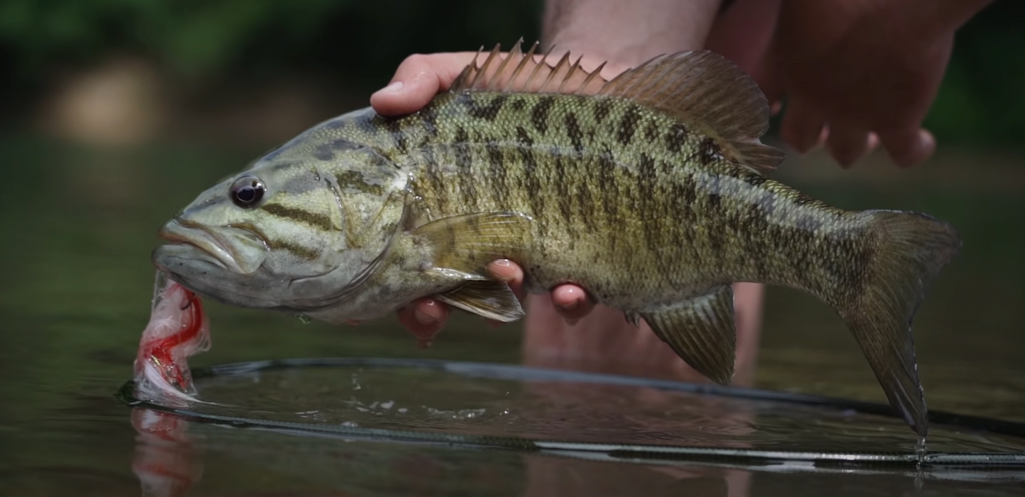 Gar Fly