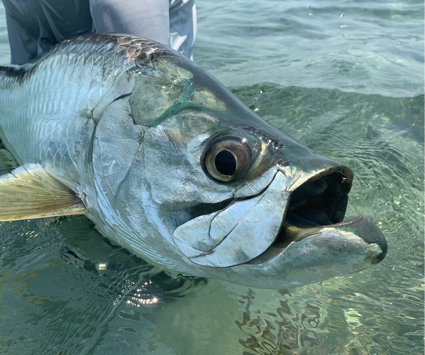 Saltwater Bundle