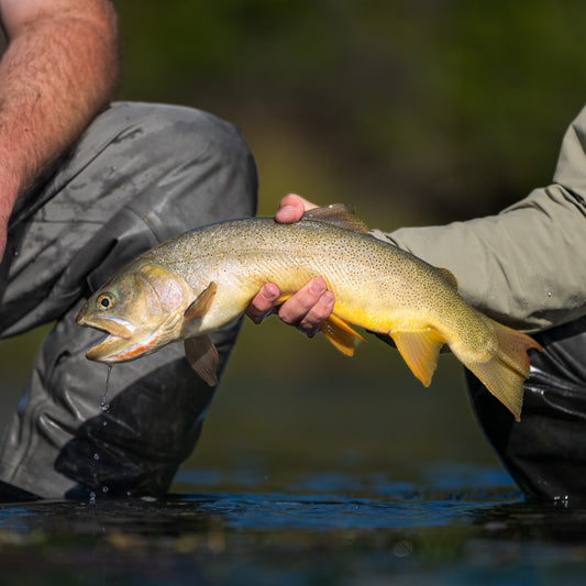 Trout Streamer Bundle