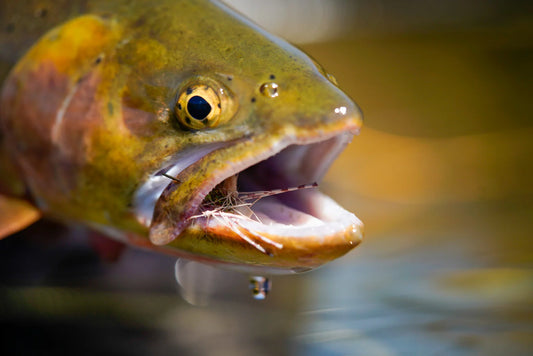 HOP ‘TIL YOU DROP: NEW DRY FLIES FROM BLUE LINE CO.