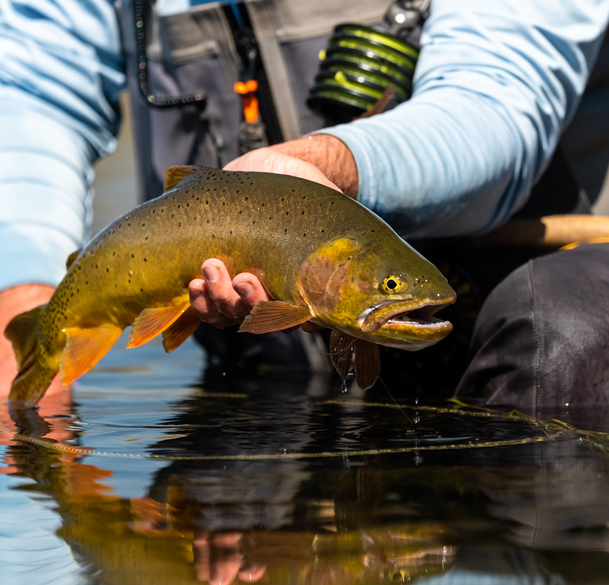 Trout - Half Send – BlueLineCo.