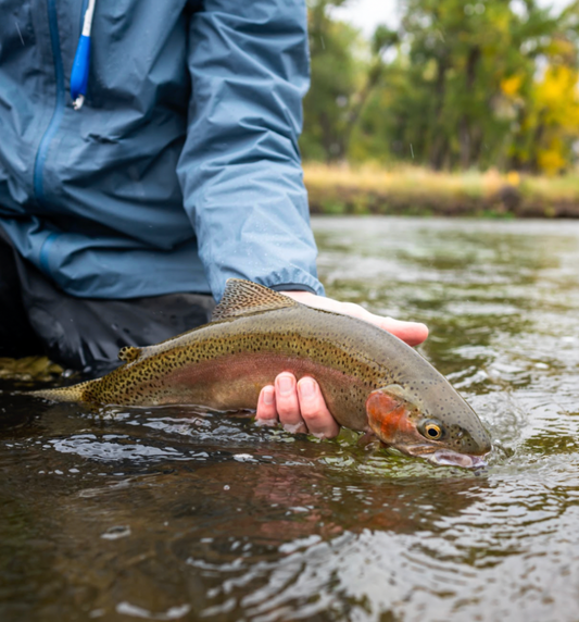 Trout - Quarter Send